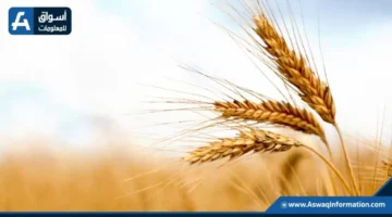 120 ألف طن قمح.. الأردن يعاود طرح مناقصة دولية جديدة